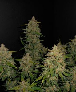 Lemon AK Auto Fem Esrar Tohumu (Fast Buds)