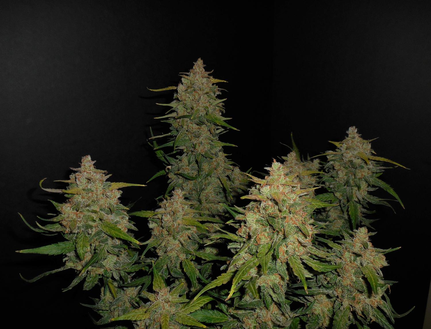 Lemon AK Auto Fem Esrar Tohumu (Fast Buds)