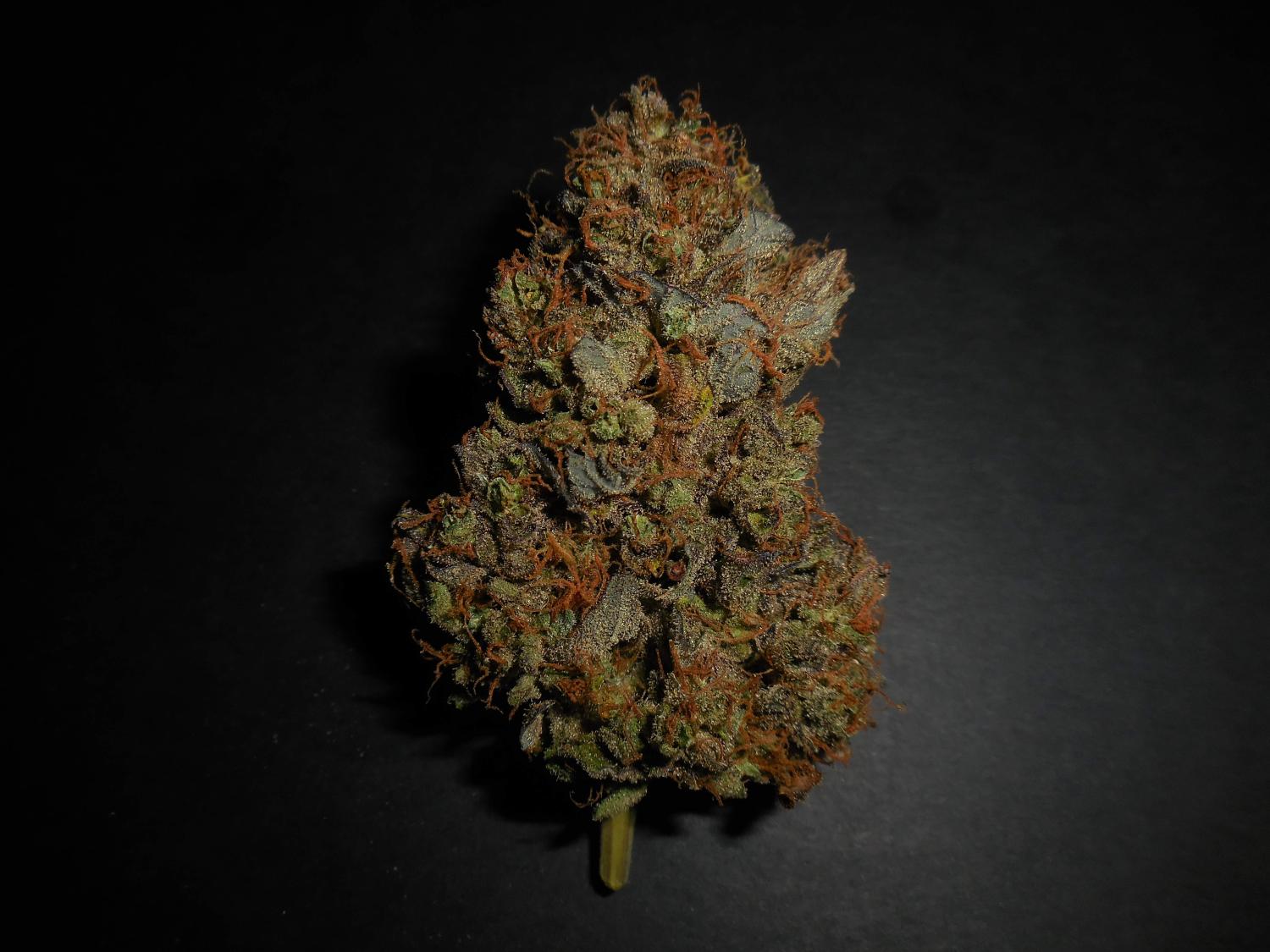 Lemon AK Auto Fem Esrar Tohumu (Fast Buds)