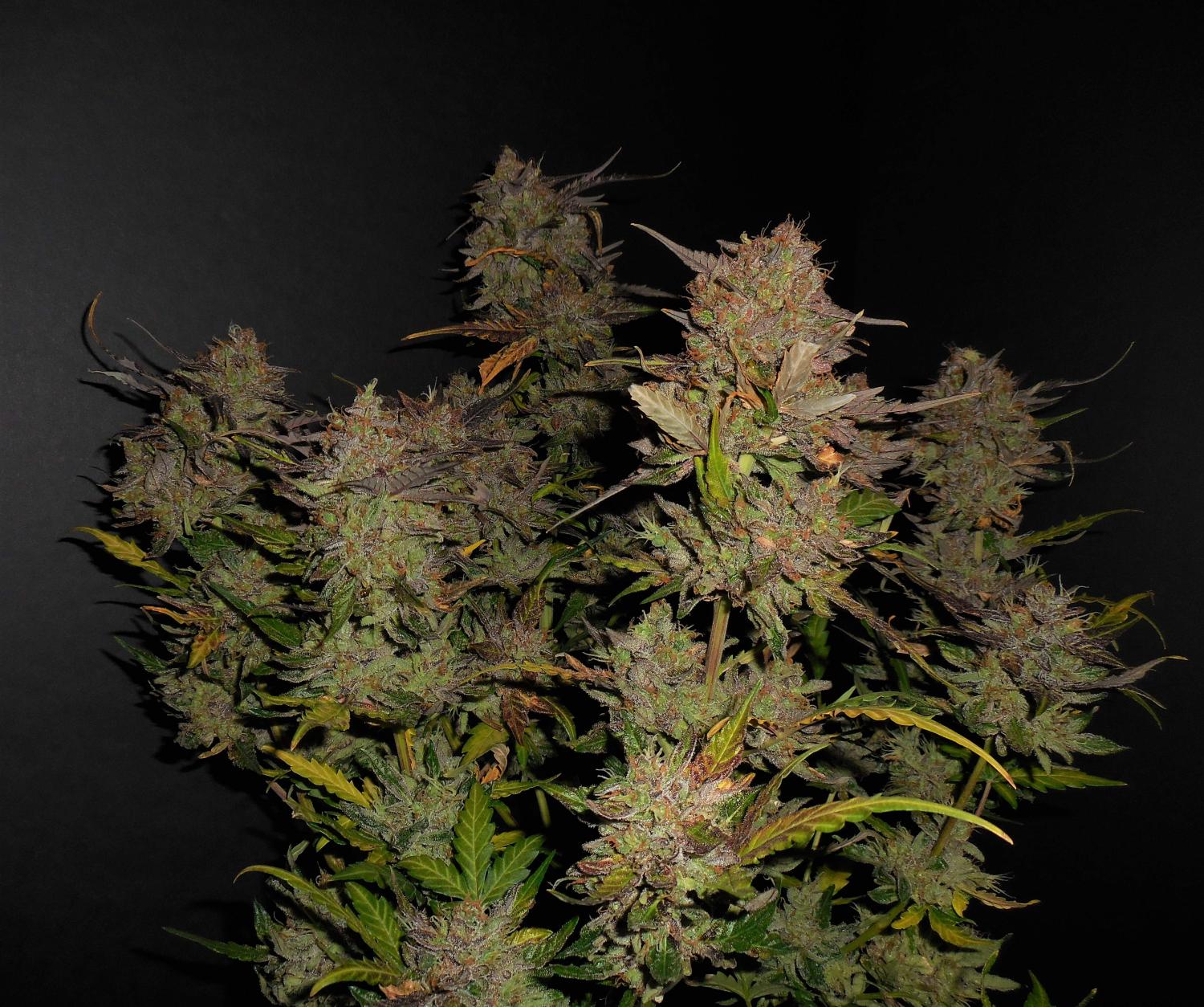 Lemon AK Auto Fem Esrar Tohumu (Fast Buds)
