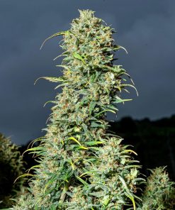 Lemon AK Auto Fem Esrar Tohumu (Fast Buds)