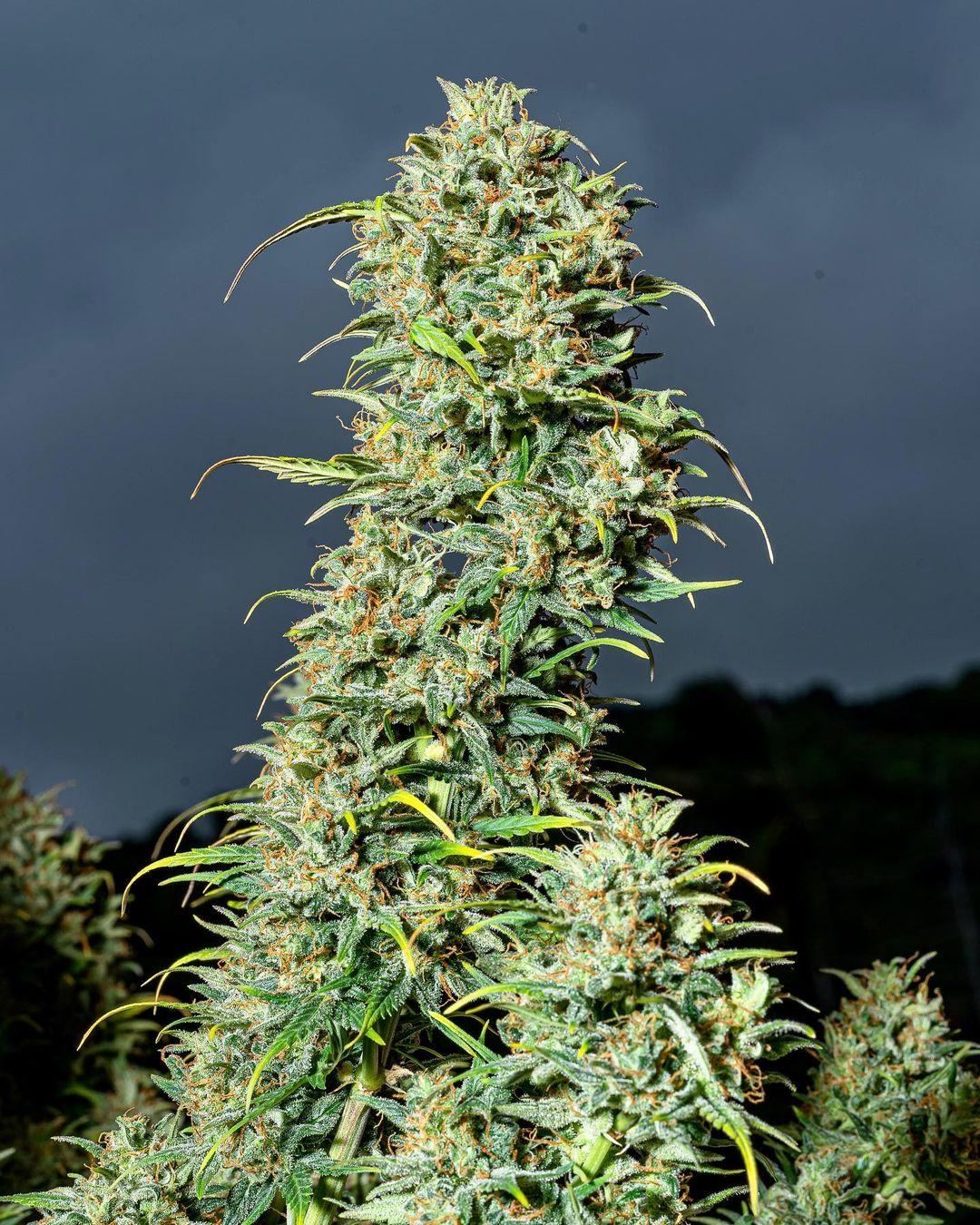 Lemon AK Auto Fem Esrar Tohumu (Fast Buds)