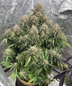 Lemon AK Auto Fem Esrar Tohumu (Fast Buds)