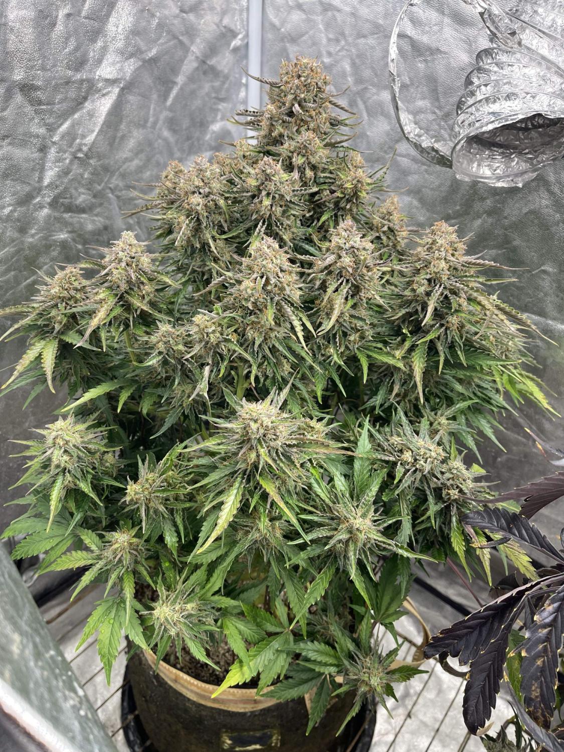 Lemon AK Auto Fem Esrar Tohumu (Fast Buds)