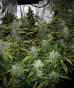 Lemon AK Auto Fem Esrar Tohumu (Fast Buds)