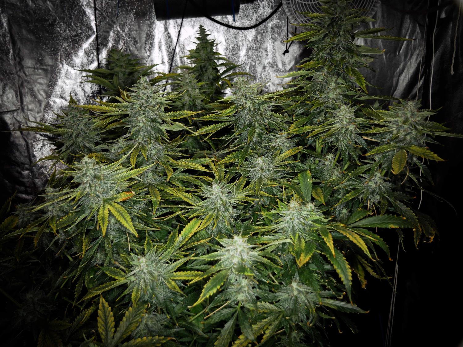 Lemon AK Auto Fem Esrar Tohumu (Fast Buds)