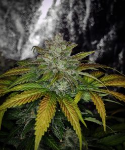 Lemon AK Auto Fem Esrar Tohumu (Fast Buds)