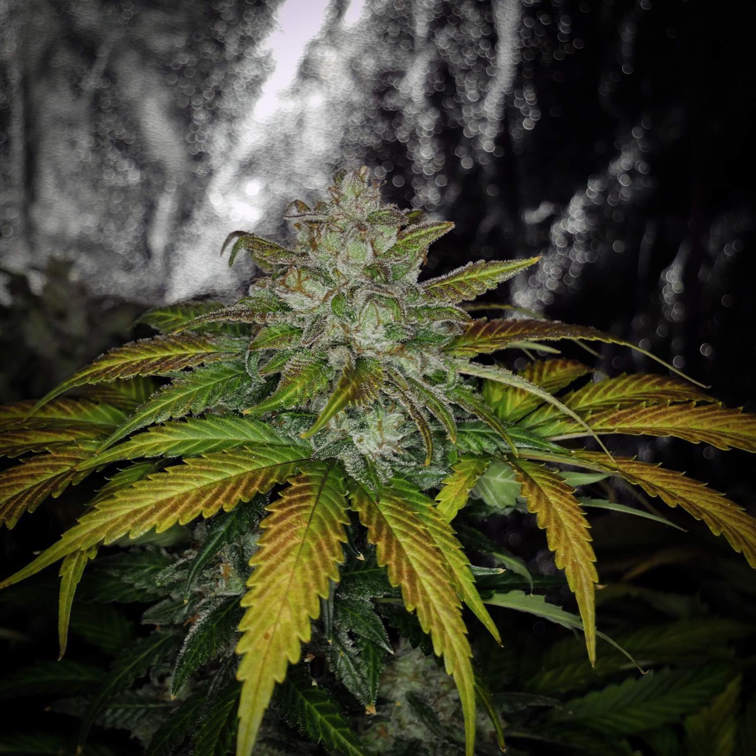 Lemon AK Auto Fem Esrar Tohumu (Fast Buds)