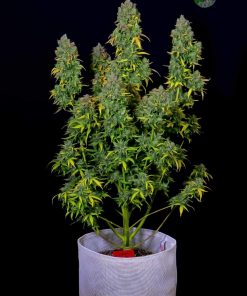 Lemon AK Auto Fem Esrar Tohumu (Fast Buds)