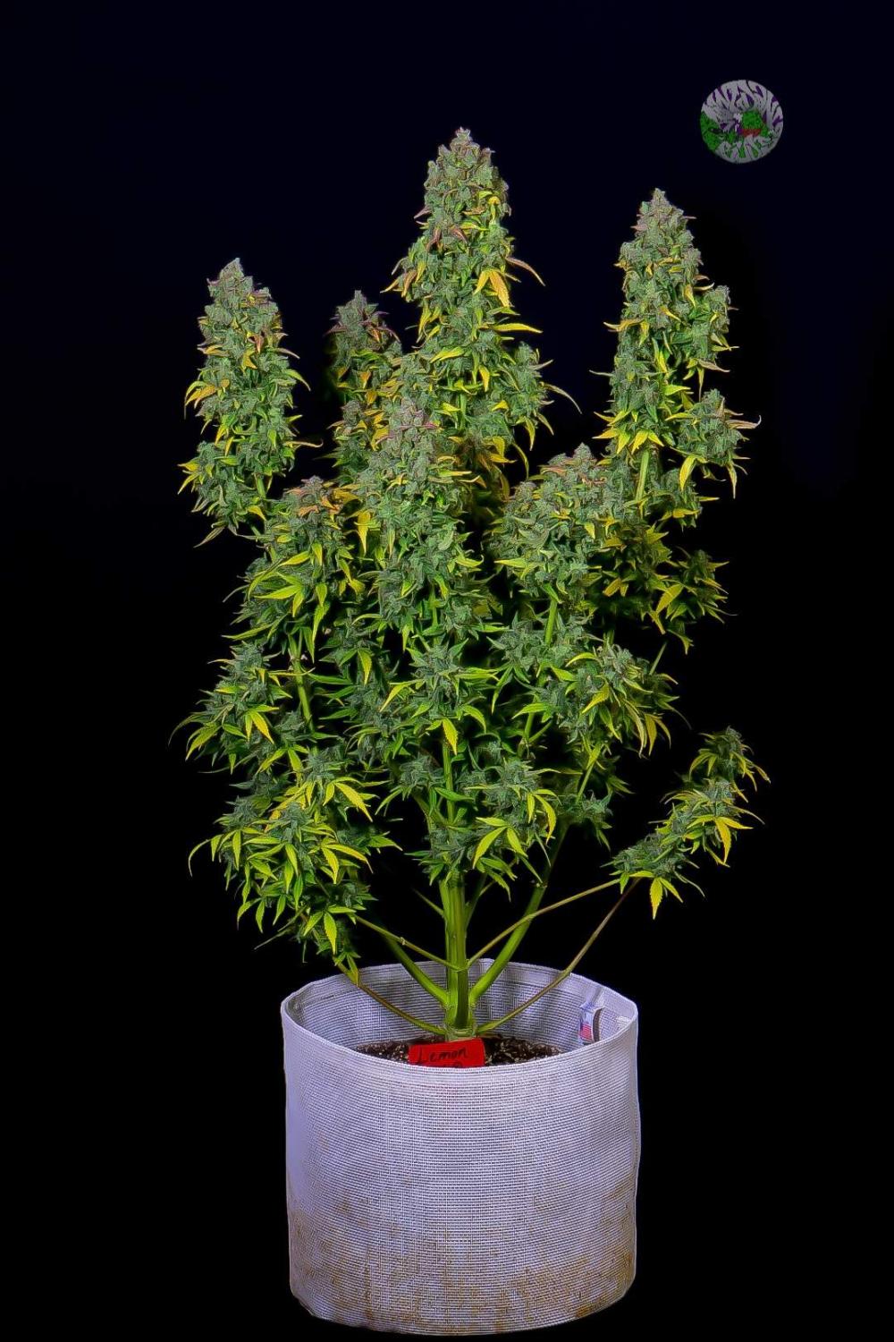 Lemon AK Auto Fem Esrar Tohumu (Fast Buds)