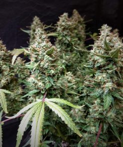 Lemon AK Auto Fem Esrar Tohumu (Fast Buds)