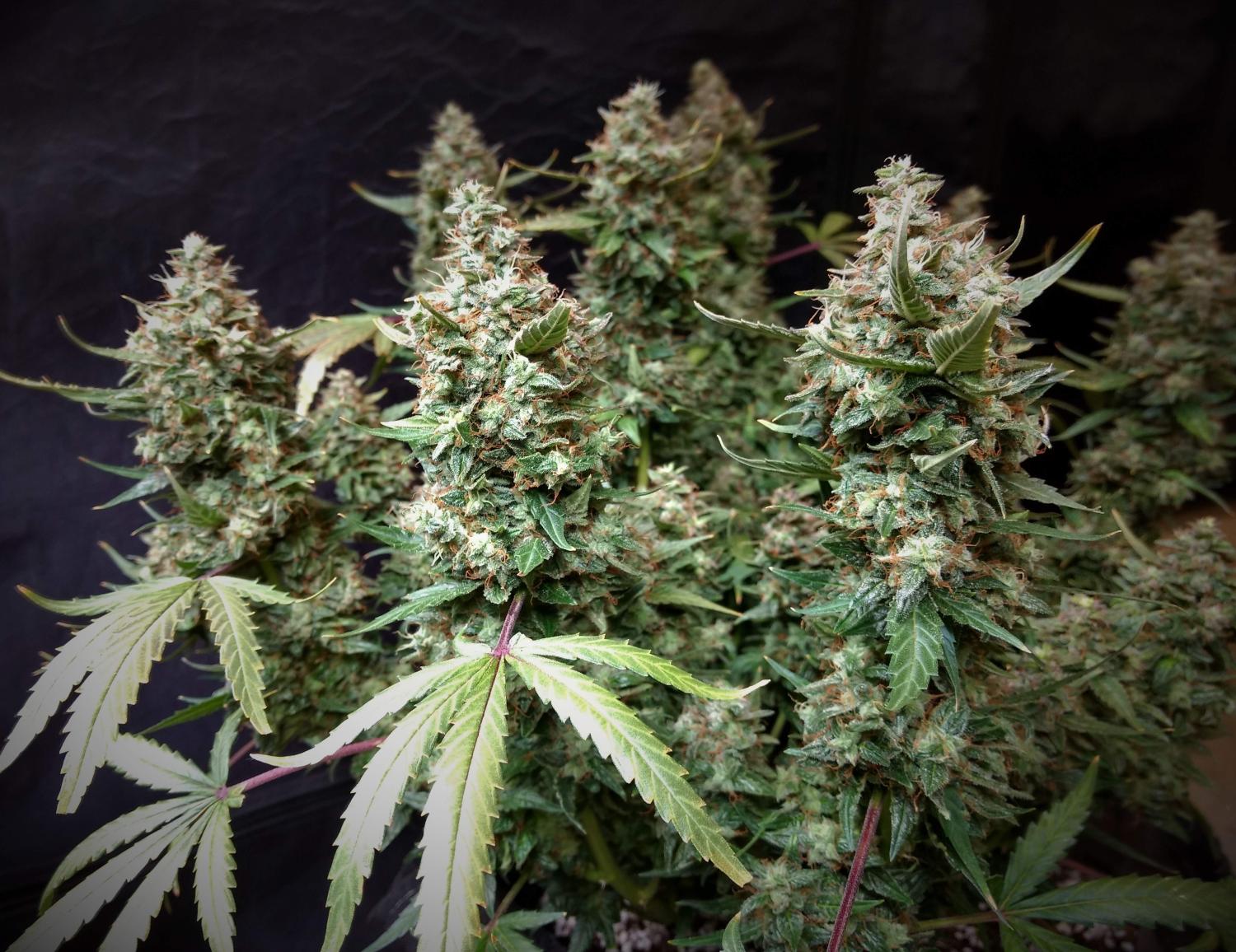 Lemon AK Auto Fem Esrar Tohumu (Fast Buds)