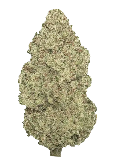 Lemon Alien Dawg, yakıtımsı ve narenciye aromalarıyla öne çıkan Indica dominant bir türdür. Dengeli etkileriyle dikkat çeker. Genetik yapısını keşfedin.