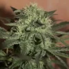 Lemon Auto Fem Esrar Tohumu (Seedsman)