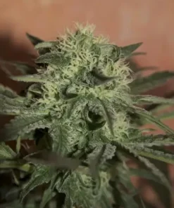 Lemon Auto Fem Esrar Tohumu (Seedsman)