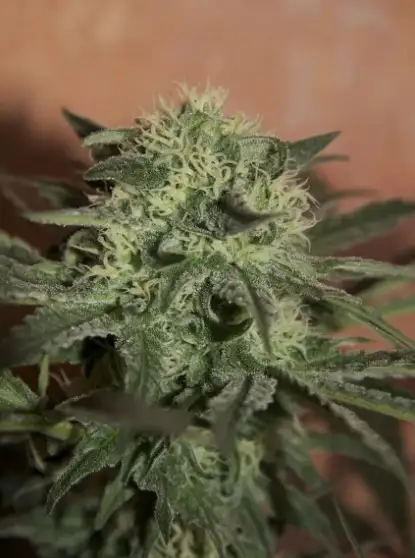 Lemon Auto Fem Esrar Tohumu (Seedsman)