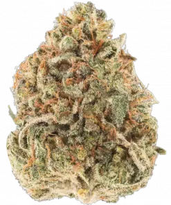 Lemon Bean, kimyasal limon aroması ve yüksek THC içeriğiyle öne çıkan Indica dominant bir türdür. Enerji veren etkilerini ve genetik yapısını keşfedin.