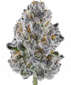 Lemon Cherry bx2, tropikal meyve aromaları ve yüksek verimiyle bilinen dengeli bir hibrit türdür. Stres ve kaygı için ideal. Özelliklerini keşfedin.