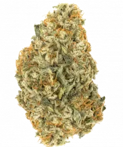 Lemon Cherry Celosa, tatlı meyve aromaları ve yüksek THC içeriğiyle öne çıkan Indica dominant bir türdür. Benzersiz genetik yapısını ve potansiyel faydalarını keşfedin.