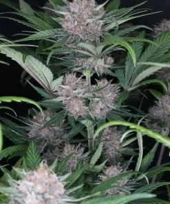 Lemon Cherry Cookies ™ Auto Fem Esrar Tohumu (Fast Buds)