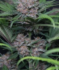 Lemon Cherry Cookies ™ Auto Fem Esrar Tohumu (Fast Buds)