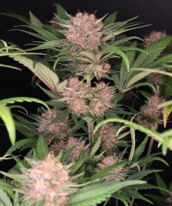 Lemon Cherry Cookies ™ Auto Fem Esrar Tohumu (Fast Buds)