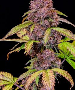 Lemon Cherry Cookies ™ Auto Fem Esrar Tohumu (Fast Buds)