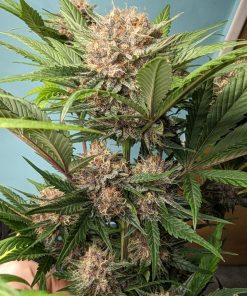 Lemon Cherry Cookies ™ Auto Fem Esrar Tohumu (Fast Buds)