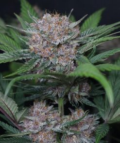 Lemon Cherry Cookies ™ Auto Fem Esrar Tohumu (Fast Buds)