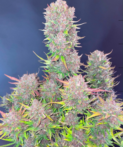 Lemon Cherry Cookies ™ Auto Fem Esrar Tohumu (Fast Buds)