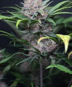 Lemon Cherry Cookies ™ Auto Fem Esrar Tohumu (Fast Buds)