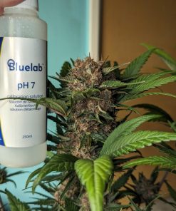 Lemon Cherry Cookies ™ Auto Fem Esrar Tohumu (Fast Buds)