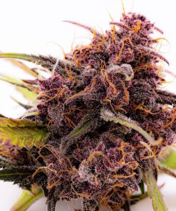 Lemon Cherry Cookies ™ Auto Fem Esrar Tohumu (Fast Buds)