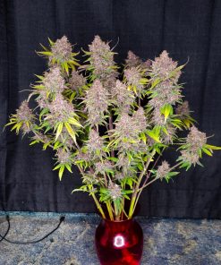 Lemon Cherry Cookies ™ Auto Fem Esrar Tohumu (Fast Buds)