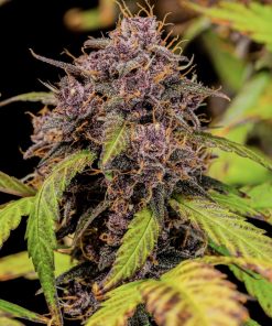 Lemon Cherry Cookies ™ Auto Fem Esrar Tohumu (Fast Buds)