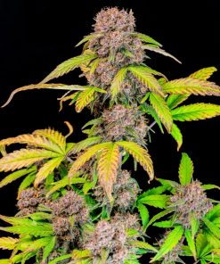 Lemon Cherry Cookies ™ Auto Fem Esrar Tohumu (Fast Buds)