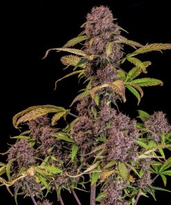 Lemon Cherry Cookies ™ Auto Fem Esrar Tohumu (Fast Buds)