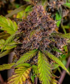 Lemon Cherry Cookies ™ Auto Fem Esrar Tohumu (Fast Buds)