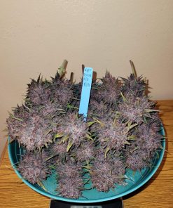 Lemon Cherry Cookies ™ Auto Fem Esrar Tohumu (Fast Buds)