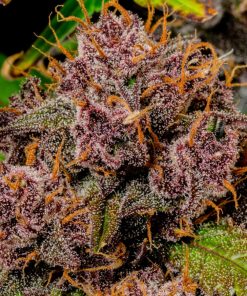 Lemon Cherry Cookies ™ Auto Fem Esrar Tohumu (Fast Buds)