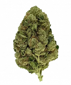 Lemon Cherry Gelato Automatic, tropikal meyve aromaları ve THC ile öne çıkan bir Indica hibritidir. Yüksek verimli bu türü keşfedin ve genetik yapısını inceleyin.