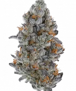 Lemon Cherry Gelato bx2, sert limon aroması ve yüksek verimiyle öne çıkan Indica ağırlıklı bir türdür. THC içeriği ve genetik yapısını keşfedin.