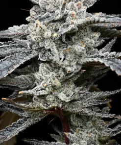 Lemon Cherry Gelato Feminized Esrar Tohumu (Barney's Farm)