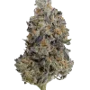 Lemon Cherry Gelato x Zuchi, vanilya aroması ve rahatlatıcı etkisiyle öne çıkan Indica dominant bir türdür. Yaratıcılığı artıran bu hibriti keşfedin.