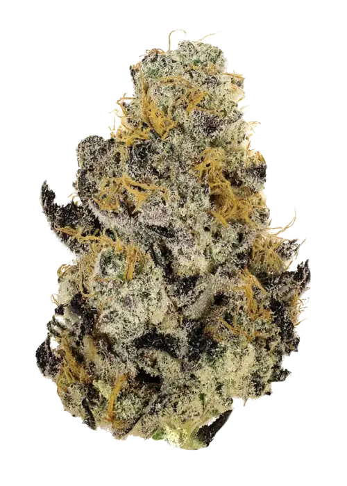 Lemon Cherry Pavè, yakıtımsı ve böğürtlen aromalarıyla öne çıkan dengeli bir hibrit türdür. Stres ve anksiyeteye karşı potansiyel faydaları keşfedin. Hemen görüntüleyin.