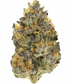 Lemon Cherry Pie, kirazlı turta aroması ve dengeli etkisiyle öne çıkan hibrit bir türdür. Anksiyete ve stres için ideal. Özelliklerini keşfedin.