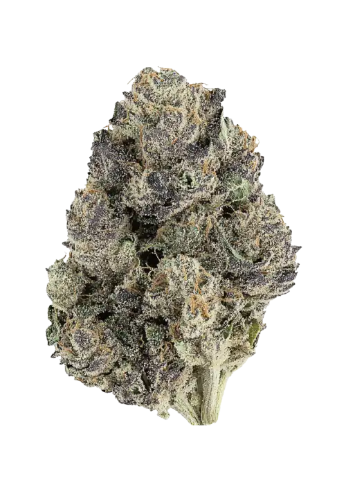 Lemon Cherry Pie R1, kremsi meyve ve limon aromalarıyla öne çıkan Indica baskın bir türdür. Yüksek THC içeriğiyle rahatlatıcı etkilerini keşfedin ve genetik yapısını inceleyin.