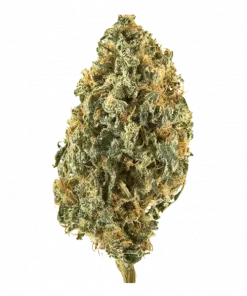 Lemon Cream, yüksek THC'si ve belirgin narenciye aromasıyla öne çıkan Sativa baskın bir türdür. Enerjik etkileriyle bilinir. Genetik yapısını keşfedin ve özelliklerini görüntüleyin.
