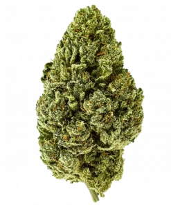 Lemon Drip, kimyasal limon aroması ve yakıtımsı notalarıyla öne çıkan Indica dominant bir türdür. Enerji verici etkilerini keşfedin ve hemen görüntüleyin.