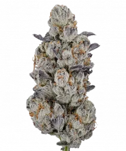 Lemon Fever, kimyasal limon aroması ve yüksek THC oranıyla öne çıkan Sativa baskın bir türdür. Enerji verici etkilerini ve eşsiz aromasını keşfedin.